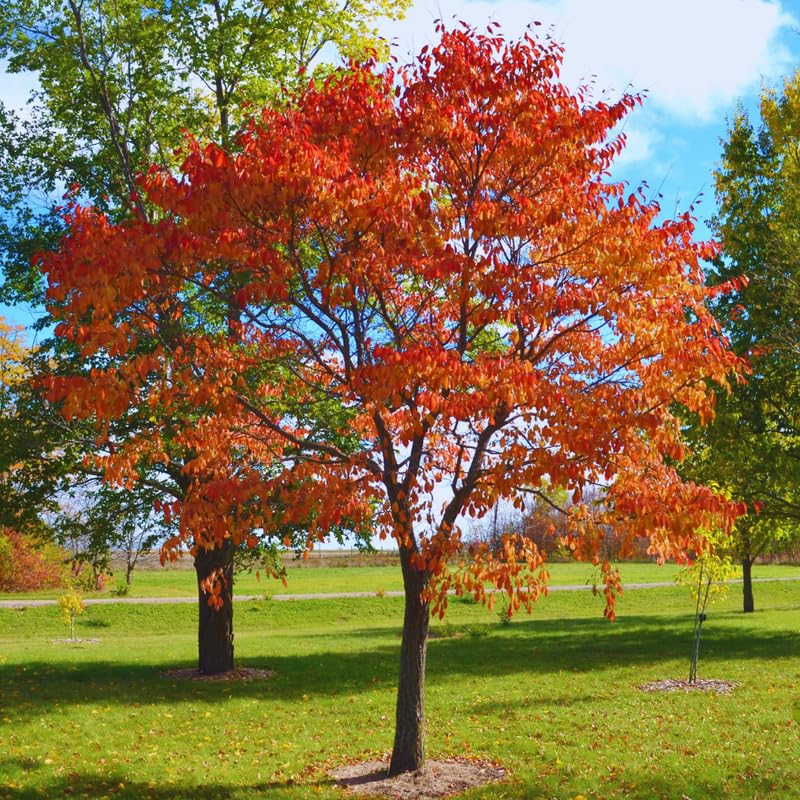 24"-30" Live Sassafras Tree Plant, Cold Hardy for Outdoor Garden, Zones 4-9, Well-Rooted Plant in Pot