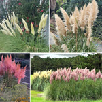 Pack 2 Grass Plants Live for Growing, Ornamental Grasses Live Plants Perennial 5-9 Inch Tall (Mixed Grass Plants)