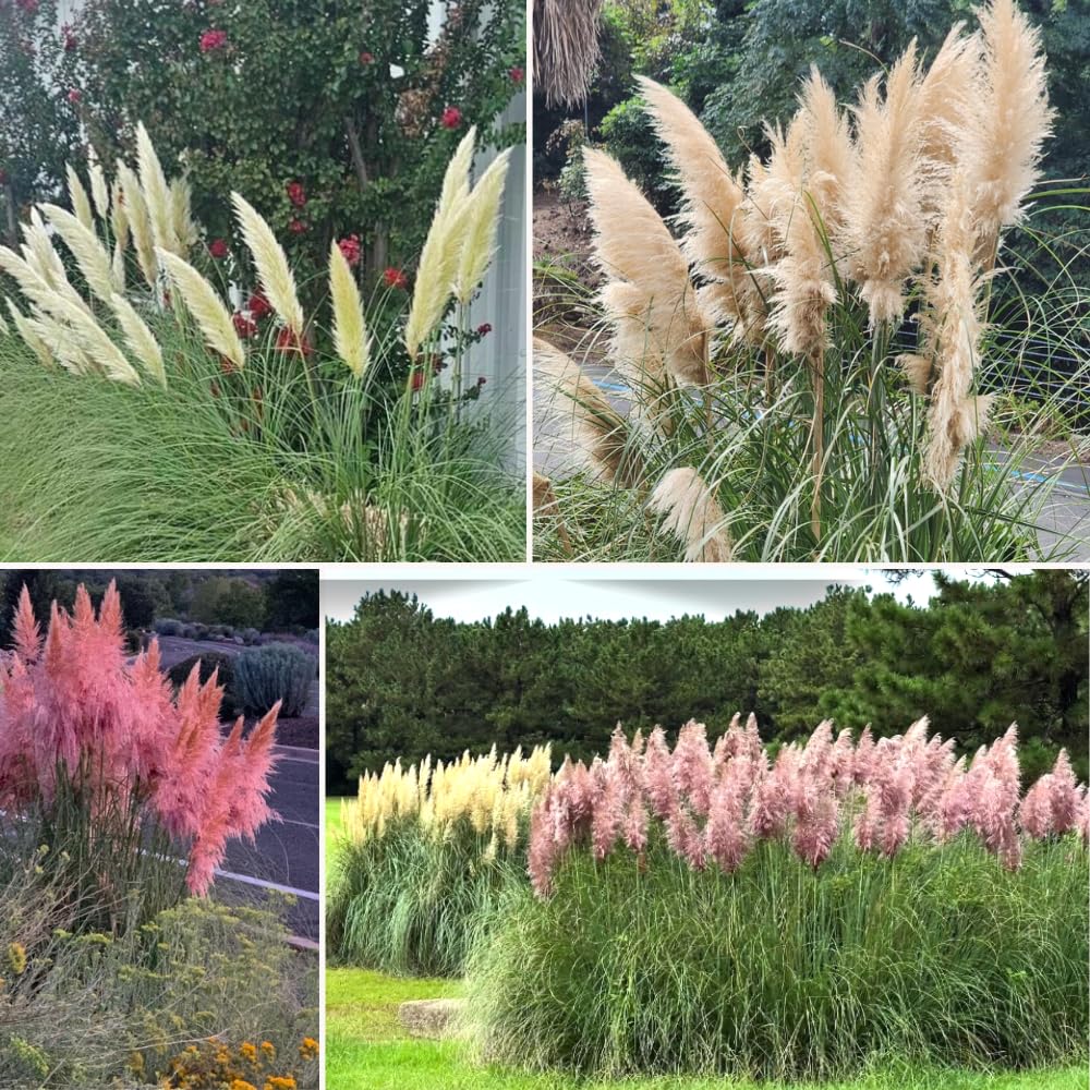 Pack 2 Pampas Grass Plants Live, Pampas Grass Pruned Fully Rooted 5 to 9 Inches Height, Ornamental Grasses Live Plants Perennial for Growing (Mix Pampas Grass)