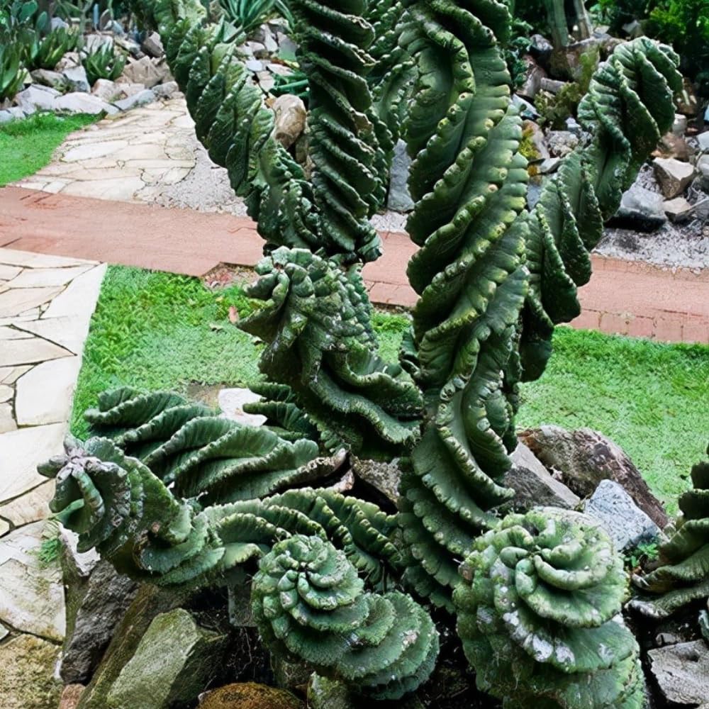 Rare Spiral Cactus Plant Live in 3" Pot, Spiral Cactus Houseplant Ornamental Plant, Live Cactus Plant for Home and Office Decoration, Fast-Growing