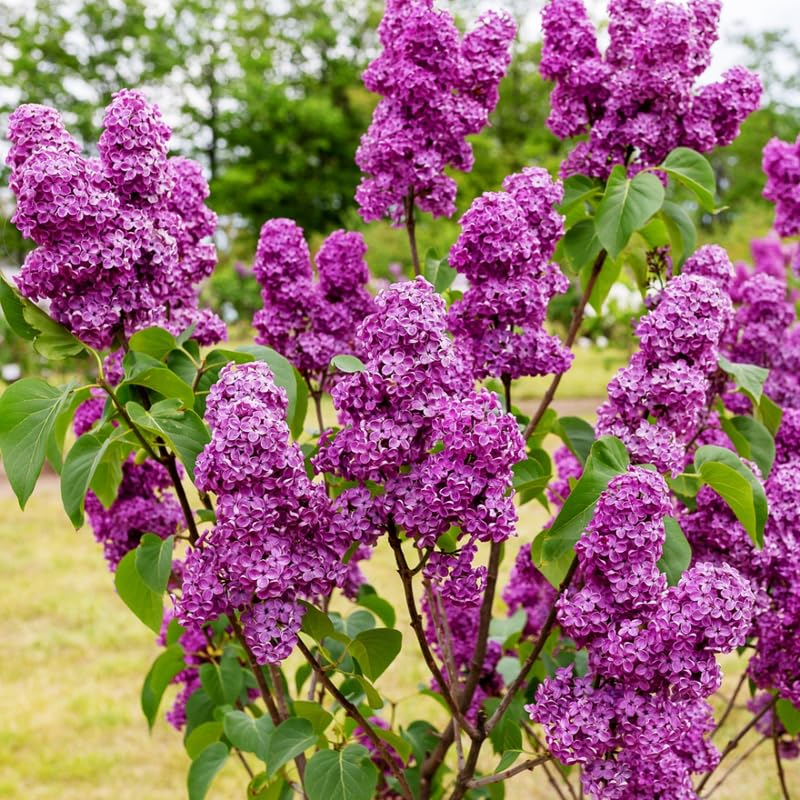 Purple Lilac Plant, Hardy Lilac Bush for Container and Garden Growing, Fragrant Lavender Purple Blooms - 14 to 16 Inches