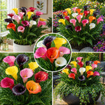 Calla Lily Bulbs for Planting, Calla Lily Bulbs, Vibrant Summer Blooming Flowers for Garden and Patio Planting (Mix Calla Lily Bulbs (Set 4))