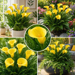 Calla Lily Bulbs for Planting, Calla Lily Bulbs, Vibrant Summer Blooming Flowers for Garden and Patio Planting (Yellow Calla Lily Bulbs (Set 3))