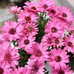 Pink Daisy Plant 4 Inc Potted, Osteospermum Flower Plants Live, 4 Small Plant, Perennial Flower Garden Planting Osteospermum Plants Live Pot