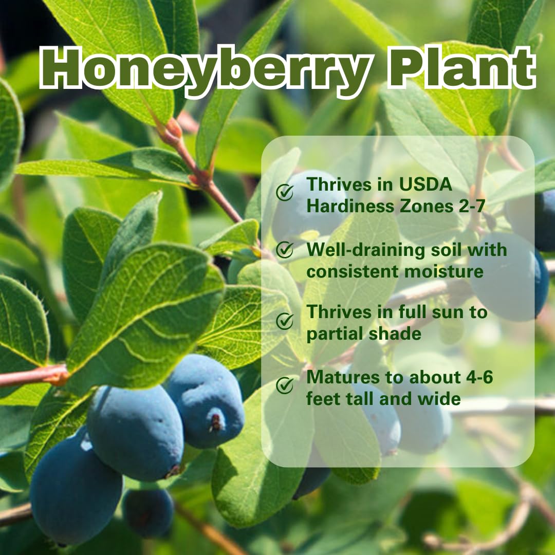 Live Sweet Honeyberry Plant, Blue Honey Berry Tree, Perennial Haskap Plants, 6 to 8 Inch Tall for Growing
