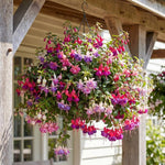 Set 2 Assorted Fuchsia Plants Live 2-5 Inches Tall, Colorful Hanging Flower Plants for Patio, Garden and Containers