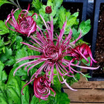 Chrysanthemum Flower Plant, Pink Mums Plant Live, 5 to 7 Inc Tall Chrysanthemum Plants Live for Gardening Outdoor Indoor, Growing Planting Mum Live Plant