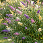 2 Assorted Butterfly Bush Plants Live, Vibrant Buddleia Plants 4-7 Inches, Colorful Flowering Shrub for Outdoor Garden