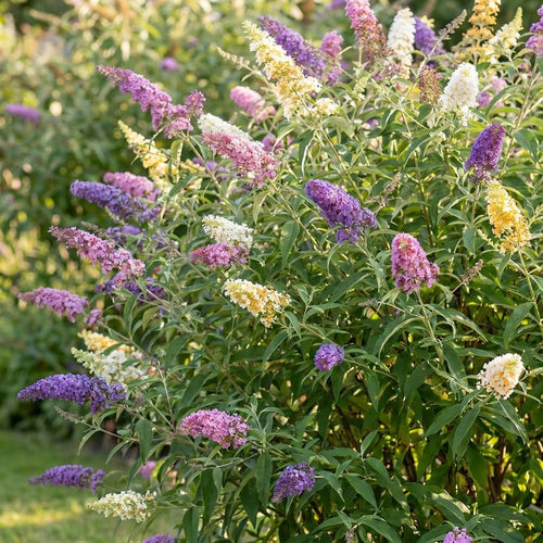 2 Assorted Butterfly Bush Plants Live, Vibrant Buddleia Plants 4-7 Inches, Colorful Flowering Shrub for Outdoor Garden