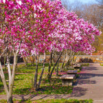 02 Jane Magnolia Tree Live Plant in 2.5" Pot, 1 Year Old Well-Rooted Tree, Cold Hardy, Magnolia Shrub for Spring Planting, Fast-Growing