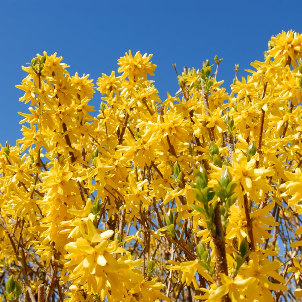 Forsythia Plants Live, Forsythia Plant Well Rooted 4-7 Inch Tall, Lynwood Gold Forsythia Bush for Outdoor Growing 4'' Pot