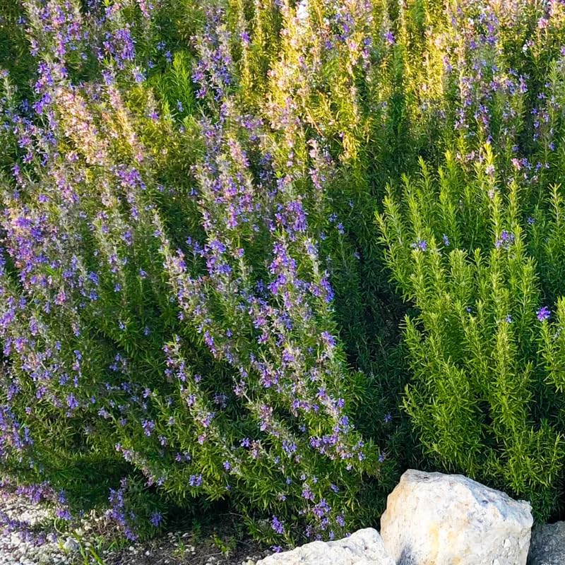 Set 3 Blue Rosemary Live Plants, Hardy and Fragrant Rosemary Herb Plant 4-8 Inches, Indoor Outdoor Growing