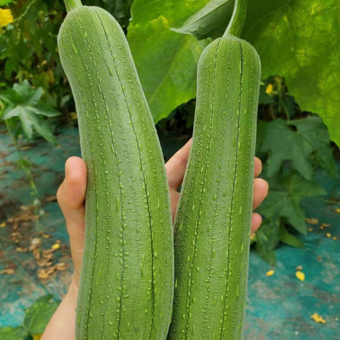 Luffa Plants Live, 2 Luffa Gourd Live Plant, 3 to 5 Inches Tall, Loofah Gourd Plants for Growing Indoor Outdoor, 4 Inches Pot