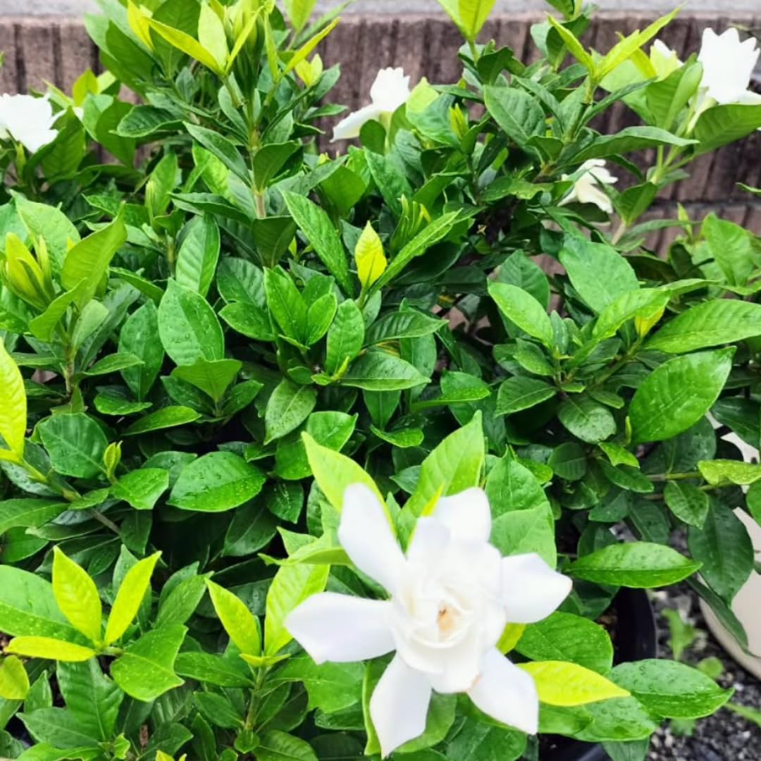 2 Mix Jasmine Live Plants, Fragrant Flowering Shrubs, 4-6" Tall