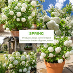 Snowball Viburnum Plant, White Viburnum Plant, 10-12 Inches Tall, Snowball Bush for Outdoor Garden