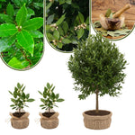 Bay Leaf Plant Live, Sweet Laurel Tree, Bay Leaf Tree, Laurus Nobilis Live Plant from 4 to 10 Inc in Tall