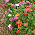 3 Assorted Zinnia Plant Live, Orange Red Zinnia Flower Plant from 3 to 5 Inc Tall Growing Outdoor Garden