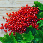 Currant Plant Live, Red Currant Bush Live Plant for Planting, 6 to 8 Inc Tall (Red)