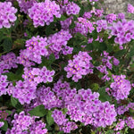 Pack 2 Lantana Live Plants for Planting, Hardy Perennial Lantana Bushes Well Rooted 4-7 Inches, Assorted Blooms (Purple Flowers)