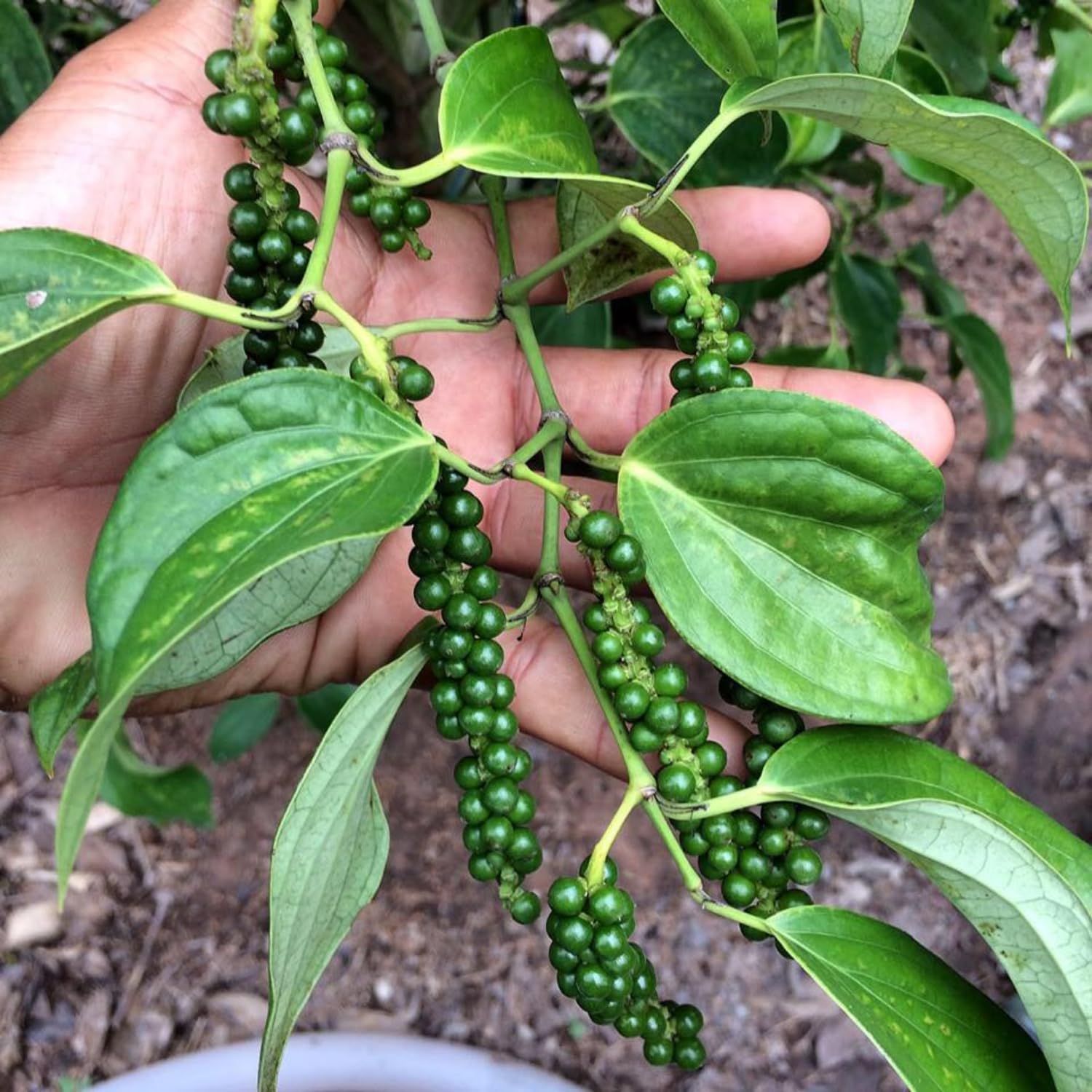 Set of 2 Pepper Plants Live, Piper Nigrum Black Pepper Live Plant, 4 to 7 Inches Tall, Live Pepper Plant, Herb Plant for Garden, Pepper Well Rooted