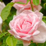 Pink Rose Climbing Live Starter Plant, Fragrant Pink Climbing Rose for Planting Outdoor, No Pot, 1 Year Old Rose Plant, Well-Rooted Rose Plants Live Ready to Plant