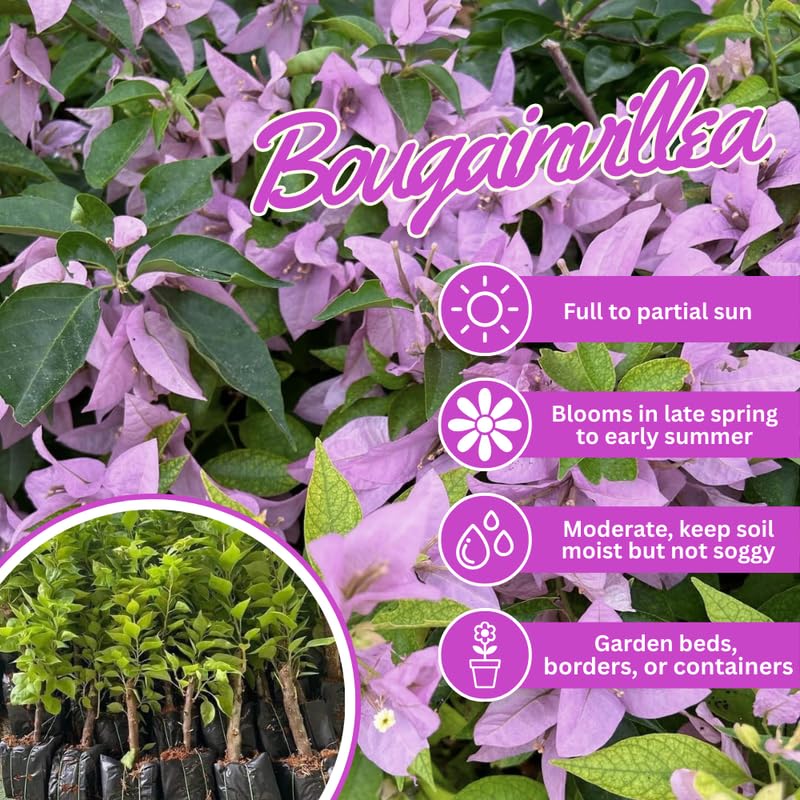 Set 2 Lilac Bougainvillea Live Plants 4-7 Inches Tall, Vibrant Bumgainvillea Flowering Vines for Garden, Patio Containers and Indoor Growing