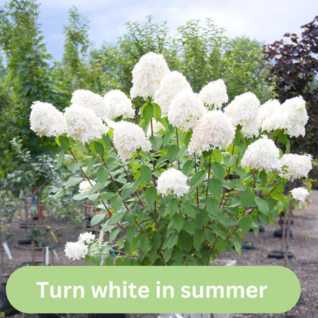 Hydrangea Bush Tree Plants Live, 5-9" Tall, No Pot, Dormant in Winter, Change Color Perennial Planting Indoor Outdoor, Long Lasting Blooms Flower (Light Green to Pink)