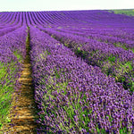 2 Lavender Plants Live Flower, Lavandula Perennial Starter Plants Plugs, 4-8" Tall for Planting Indoor Outdoor (Purple Lavender)