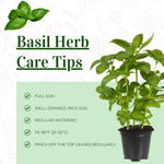 Basil Live Plant in 4″ Pot, Fresh Culinary Herb for Garden and Patio, Indoor Outdoor Growing (Blue Basil)