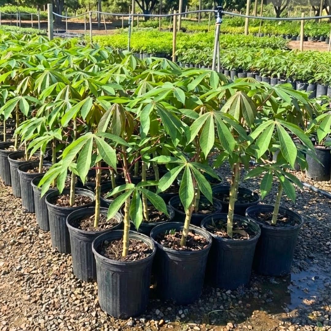 Yuca Cassava Plant Live in Pot, Grown from Cuttings for Planting, Sweet Manihot Root, Very Fast Growing 6-10 Inc in Tall, Easy to Roots