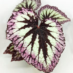 Set 2 Begonia Live Plants, Rare Begonia Plants for Trailing, Ornamental Hanging Basket 5"-9" in Tall, Fire