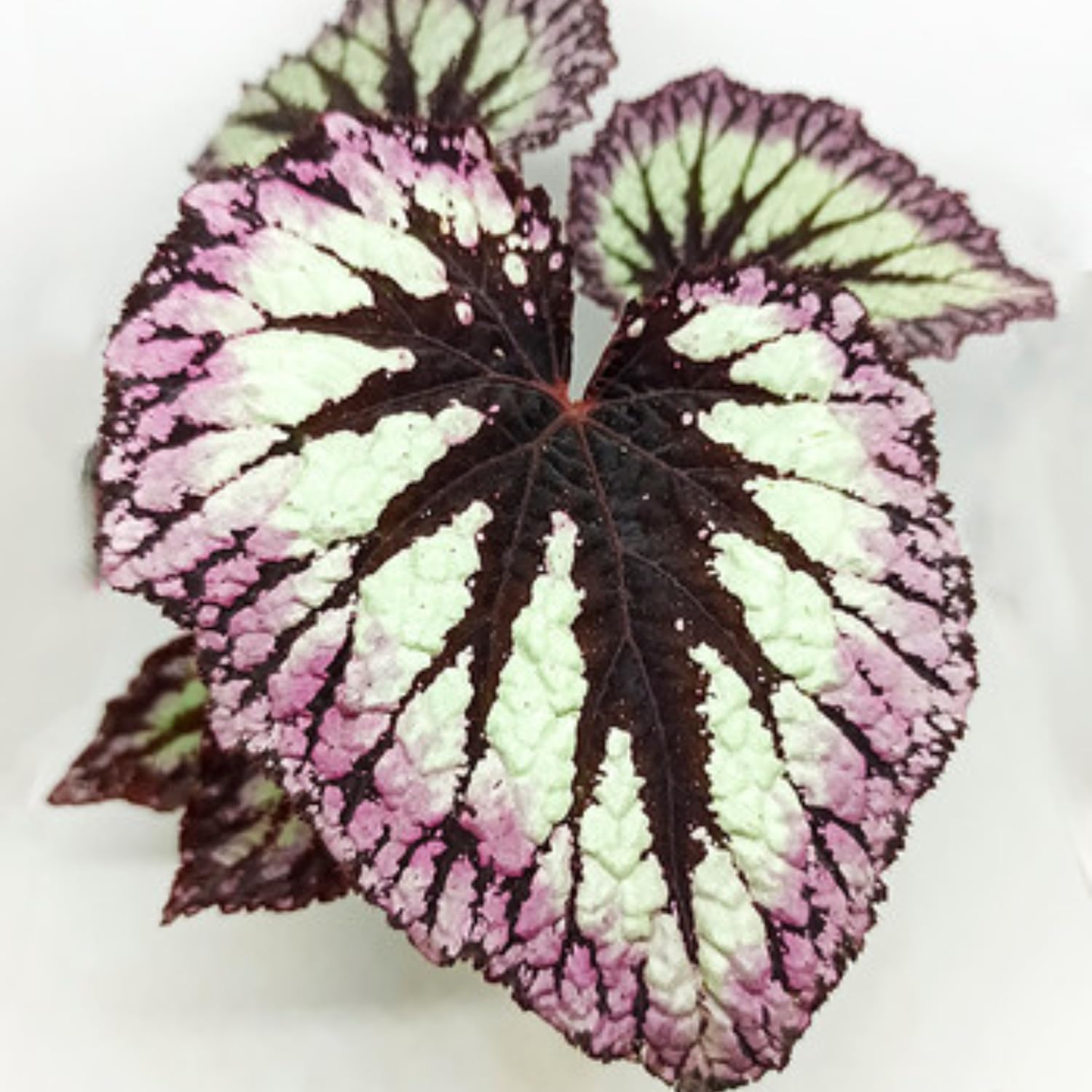 Set 2 Begonia Live Plants, Rare Begonia Plants for Trailing, Ornamental Hanging Basket 5"-9" in Tall, Fire