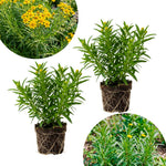 Pack of 2 Mexican Tarragon Plants, Tarragon Plant Live, 4-6 Inc Tall, Culinary Herb for Herb Gardens, Containers and Landscapes