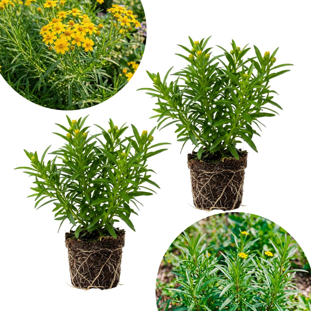 Pack of 2 Mexican Tarragon Plants, Tarragon Plant Live, 4-6 Inc Tall, Culinary Herb for Herb Gardens, Containers and Landscapes