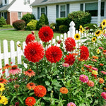 Red Dahlia Tuber, Vibrant Red Blooms, Summer Flowering Perennial, Dahlia Flowers for Indoor Outdoor Growing