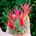 Set 25 of Live Air Plants, Red Tillandsia Air Plants Live Houseplants Indoor Outdoor Garden