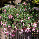 2 Fuchsia Live Plants, Fuchsia Flower Perennial for Outdoor Garden 3 to 5 Inches (Double Pink)