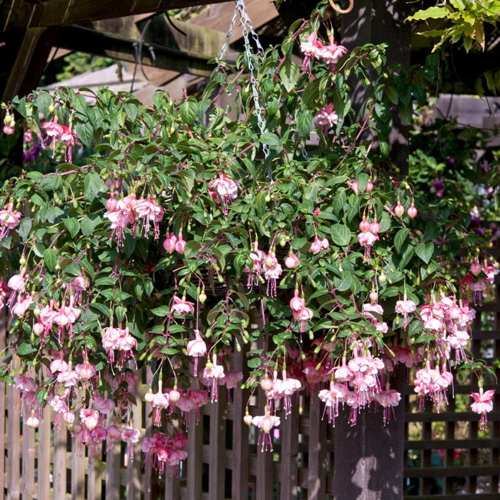 2 Fuchsia Live Plants, Fuchsia Flower Perennial for Outdoor Garden 3 to 5 Inches (Double Pink)