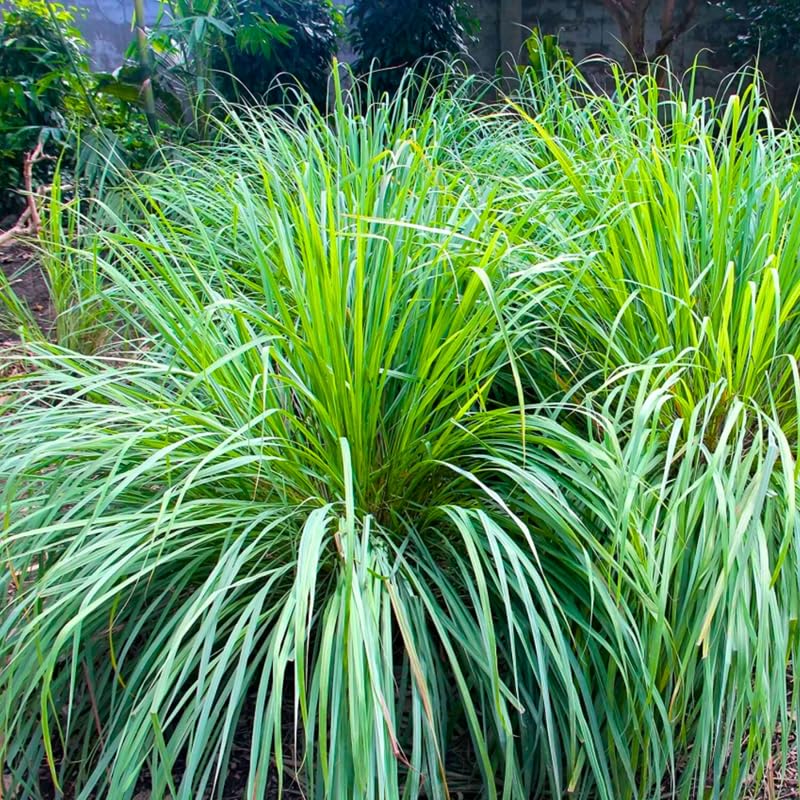 Set 6 Lemongrass Plants Live, Lemongrass Herbs Stalks, 4-8" Tall Well-Rooted for Culinary Gardens, Tropical Grass for Outdoor Landscapes