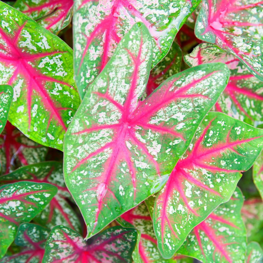 Set 2 Caladium Plants, Mix Caladium Houseplant Live 4-6 Inches Tall, Garden and Container Growing (Red)