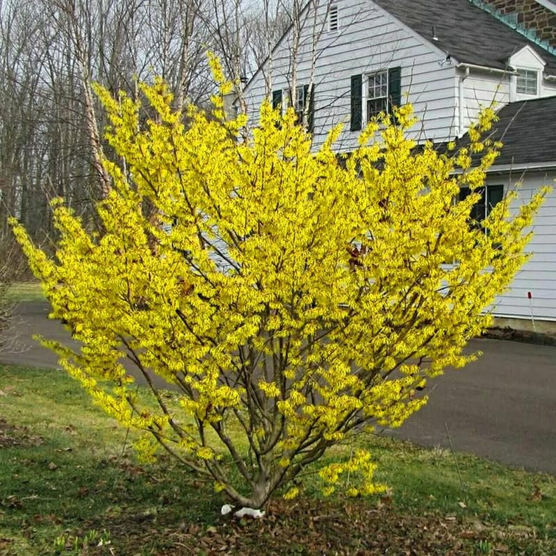 Witch Hazel Bush Shrub Plant, 1 Year Old Witch-Hazel Tree Live Plant Bare Root, Ready to Plant Outdoor, 6" to 1 Ft Tall
