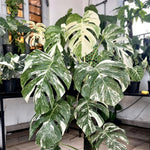 Philodendron Plant Live, Rare Tropical Variegated Live Indoor Houseplant, Starter Plants No Pot, 5-9" in Tall (Monstera Thai Constellation)