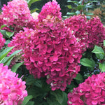 Hydrangea Bush Tree Plants Live, 5-9" Tall, No Pot, Dormant in Winter, Change Color Perennial Planting Indoor Outdoor, Long Lasting Blooms Flower (Pinky and White)