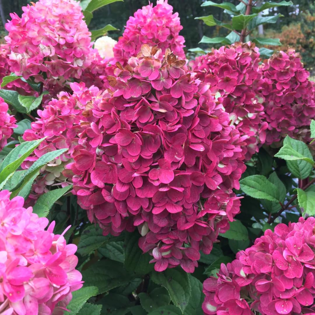Hydrangea Bush Tree Plants Live, 5-9" Tall, No Pot, Dormant in Winter, Change Color Perennial Planting Indoor Outdoor, Long Lasting Blooms Flower (Pinky and White)