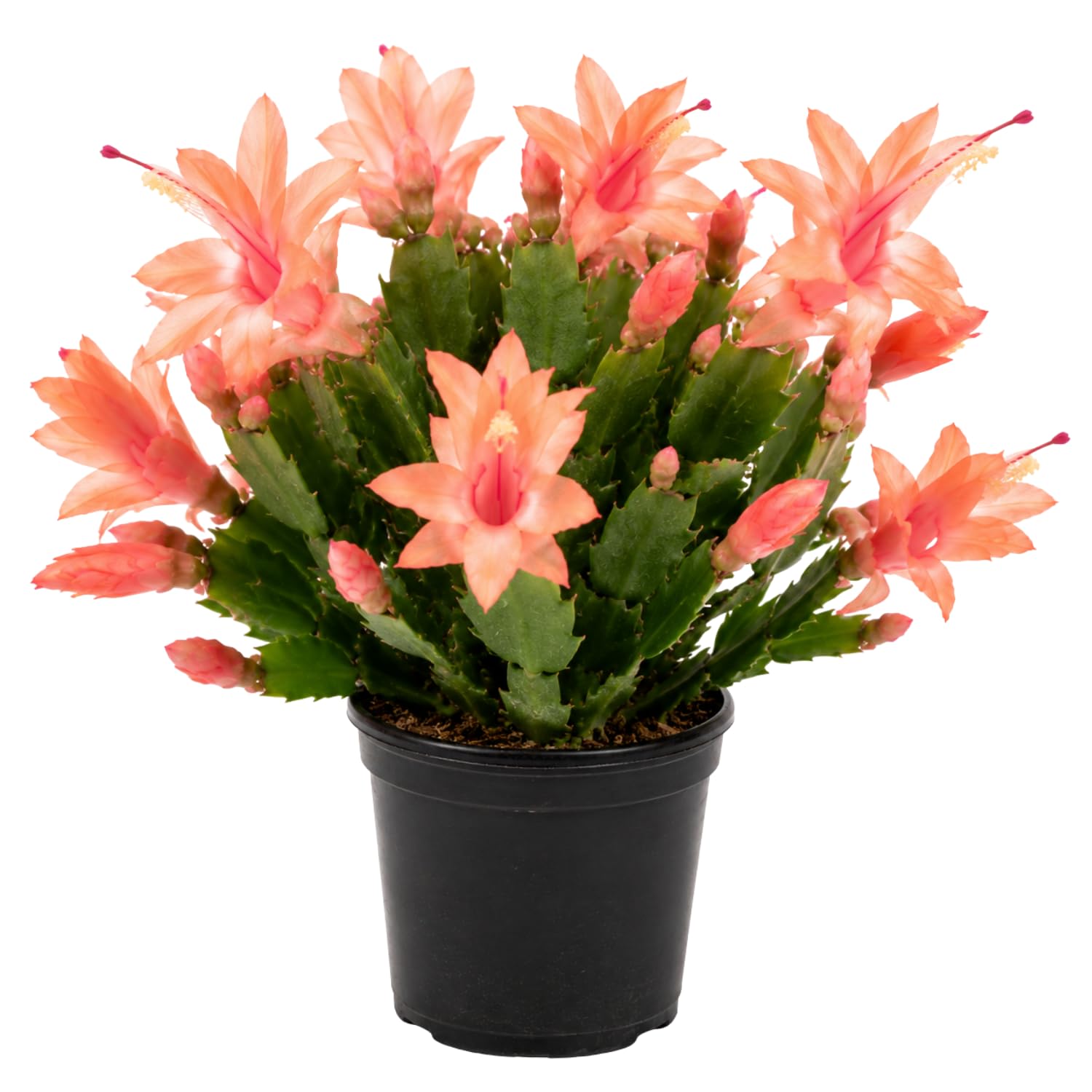 Peachy Yellow Thanksgiving Cactus Plant Live, Vibrant Holiday Flowering Cactus 4 Inch Pot, Indoor Houseplant