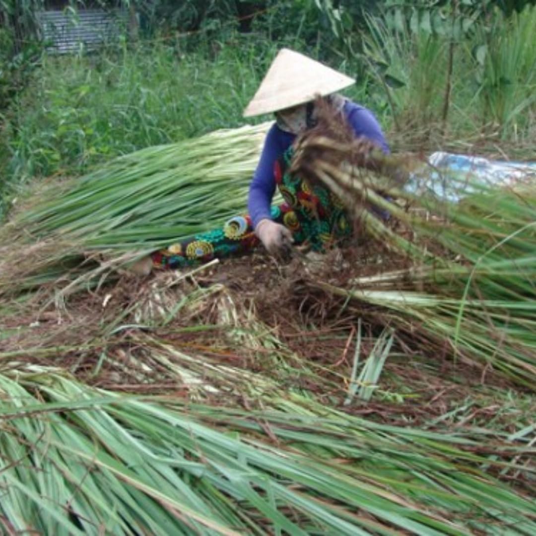 Big 5 Lemon Grass Live Plants, Lemongrass Plants Indoor Outdoor Planting, Herb Rooted Lemongrass Stalks