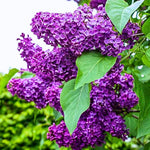 2 Purple Lilac Bushes Live Plants, 6-12" Tall, Common Reblooming Lilac Trees, Well-Rooted, in Pots
