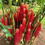 10 Awapuhi Pinecone Shampoo Ginger Rhizomes Plants, Red Ginger Plants, Fast Growing, Rare Plant for Outdoor Gardening, Fresh Bulbs