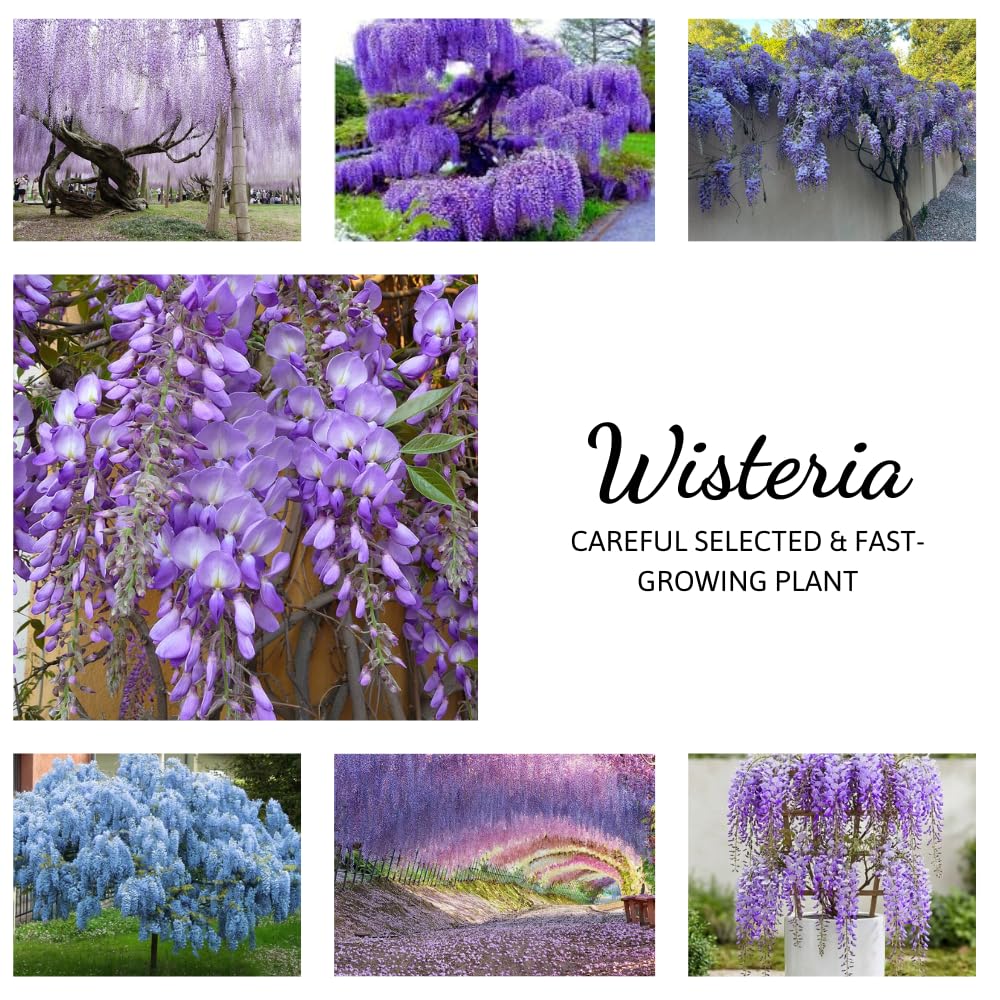 2 Wisteria Plants Live Trees Vines for Home Décor, Outdoor Planting, Size 6-12", Dormant in Winter, Hardy