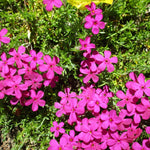 2 Red Creeping Phlox Live Plants, Starter Cherry Phlox Flower Plug Size Planting, Creeping Grow Cover